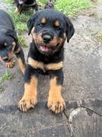 XXL Rotweiler pups, Rabiës (hondsdolheid), 8 tot 15 weken, Meerdere, Meerdere dieren