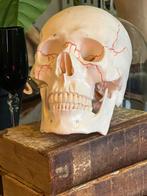 Anatomisch model schedel mens. Medisch model, Ophalen of Verzenden