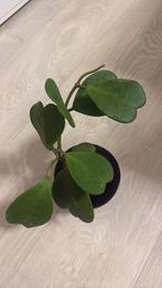 Hoya Kerrii, Huis en Inrichting, Kamerplanten, Ophalen of Verzenden