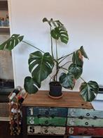 Monstera Deliciosa (gatenplant), Ophalen, 100 tot 150 cm, Overige soorten, Halfschaduw