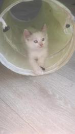 Prachtige en lieve Ragdolls Bicolor kittens beschikbaar, Dieren en Toebehoren, Meerdere dieren, 0 tot 2 jaar