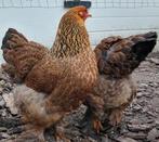 Te koop 2 grote brahma hennen goudpatrijs, Vrouwelijk, Kip