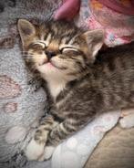 Prachtige kitten dame aangeboden. 5 weekjes oud., Dieren en Toebehoren, Poes