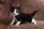 Kittens, Dieren en Toebehoren, Katten en Kittens | Overige Katten, Meerdere dieren, Kortharig, 0 tot 2 jaar