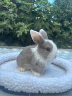 Baby dwergkonijntje vrouw te reserveren, Dieren en Toebehoren, Konijnen, Vrouwelijk, Dwerg, 0 tot 2 jaar