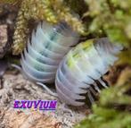 Armadillidium granulatum Creamsicle isopods NIEUW MORPH, Dieren en Toebehoren, Insecten en Spinnen, Overige soorten