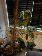 Grote monstera plant - gratis, Huis en Inrichting, Kamerplanten, Ophalen, Halfschaduw, Minder dan 100 cm