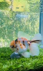 1 x HQ Oranda Rosetail Tiger Male 13 CM, Goudvis(sen)