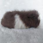 Super lieve jonge cavia zeugjes beschikbaar, Juni, Vrouwelijk, Cavia