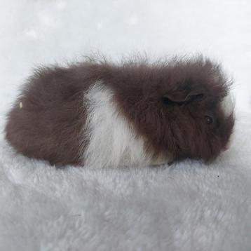 Super lieve jonge cavia zeugjes beschikbaar  beschikbaar voor biedingen