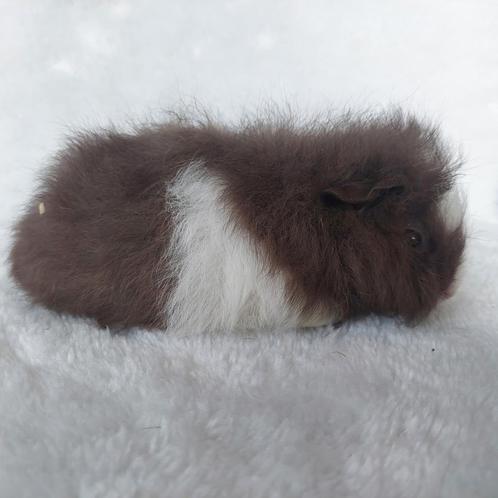 Super lieve jonge cavia zeugjes beschikbaar, Dieren en Toebehoren, Knaagdieren, Vrouwelijk, Cavia, Juni