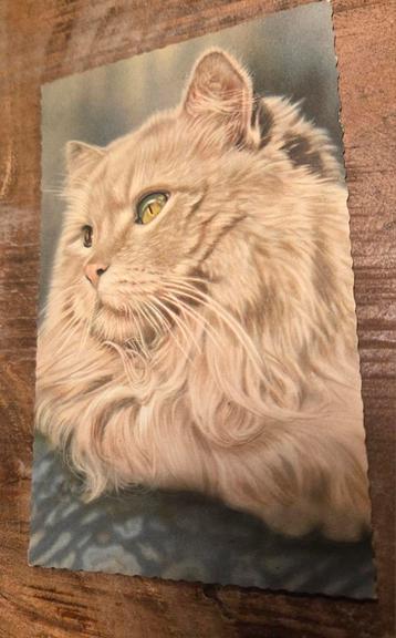 Mooi portret fluffy poes beschikbaar voor biedingen