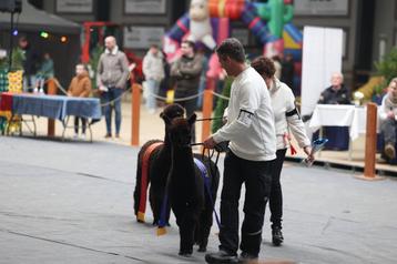 Uniek aanbod ❗️Zwarte  Alpaca kampioenshengst te koop. beschikbaar voor biedingen