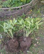 Jonge, eenjarige zaailingen van Helleborus, Vaste plant, Halfschaduw, Winter, Ophalen