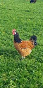 Vorwerk haan groot 2025, Dieren en Toebehoren, Mannelijk, Kip