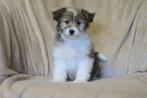 Sheltie x Cavalier King Charles Spaniel pups, CDV (hondenziekte), Meerdere, 8 tot 15 weken, Meerdere dieren