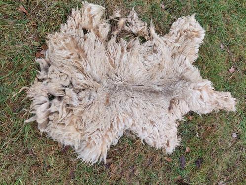 Vacht mergellandschaap, Hobby en Vrije tijd, Vilt, Nieuw, Ophalen of Verzenden