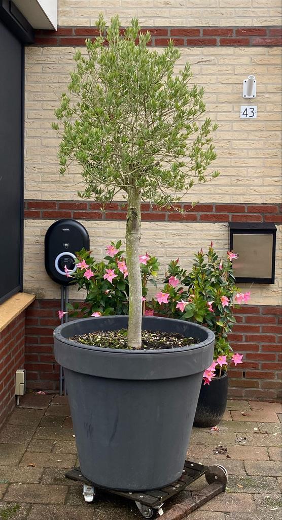 Olijfboom op trolley, ca. 225cm hoog, Tuin en Terras, Planten | Tuinplanten, Vaste plant, Overige soorten, Volle zon, Bloeit niet