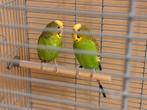 Parkieten for sale, Meerdere dieren, Parkiet