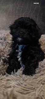 Chipoo (Maltipoo) pups nog een reutje  kleinblijvend, Dieren en Toebehoren, Overige rassen, 8 tot 15 weken, Meerdere, Meerdere dieren