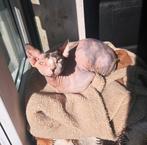 sfinx poes, Poes