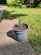 Goed gewortelde rozemarijn stek, Tuin en Terras, Planten | Tuinplanten, Ophalen, Volle zon, Vaste plant, Kruiden
