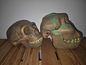 Anatomie 2  Schedels kopie s  hygiene Museum Dresden beschikbaar voor biedingen