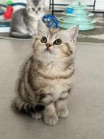 1 kitten over!, Dieren en Toebehoren, Katten en Kittens | Raskatten | Korthaar, Meerdere dieren, Ontwormd