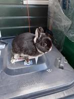 Dwergkonijn, Dieren en Toebehoren, Konijnen, Mannelijk, Dwerg, 0 tot 2 jaar