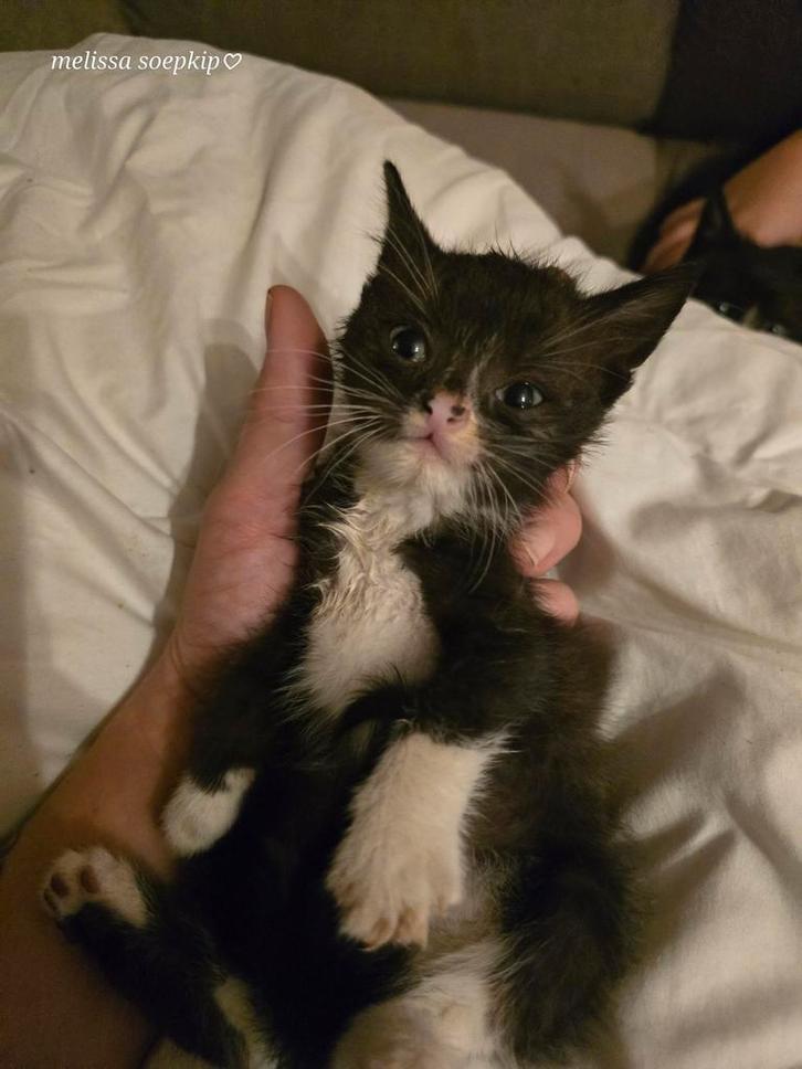 Kittens van 24 september, Dieren en Toebehoren, Katten en Kittens | Overige Katten, Kortharig, Meerdere dieren, 0 tot 2 jaar