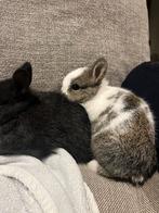 Leuke makke dwerg konijntjes, Meerdere dieren, Dwerg