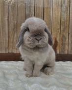 Minilop voedster (België)