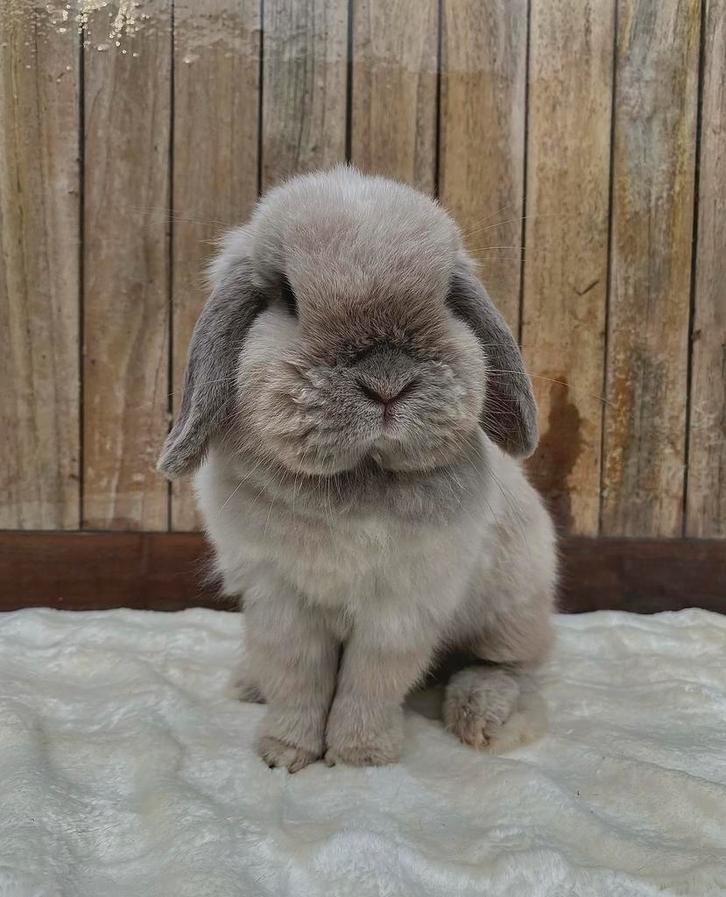 Minilop voedster (België), Dieren en Toebehoren, Konijnen