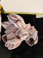 Bijzondere schelp zeepok decoratie, Ophalen of Verzenden, Schelp(en)