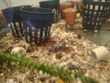 Vuurgarnalen neocaridina mooie opruimers 10 voor 5euro.  beschikbaar voor biedingen