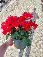 Rhododendron scarlet wonder, Ophalen of Verzenden, Lente