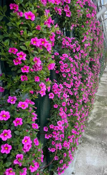 Grote partij wandhangers petunia bacopa tuin balkon terras  beschikbaar voor biedingen