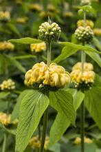 tuinplant PHLOMIS russeliana etagebloem brandkruid hommels, Tuin en Terras, Bodembedekkers, Vaste plant, Ophalen of Verzenden