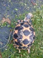 Landschildpadden, Dieren en Toebehoren, Reptielen en Amfibieën, Schildpad