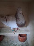 Spaanse ras doffer, Dieren en Toebehoren, Mannelijk, Kropper