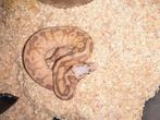 Laatste jonge ballpythons nk 25, Dieren en Toebehoren, Reptielen en Amfibieën, Slang, 0 tot 2 jaar