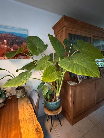 Alocasia, olifantsoor plant zeer groot met pot. beschikbaar voor biedingen