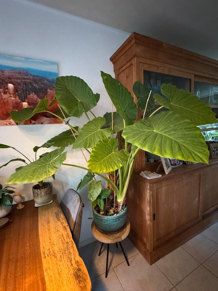 Alocasia, olifantsoor plant zeer groot met pot., Tuin en Terras, Planten | Tuinplanten, Vaste plant, Overige soorten, Halfschaduw