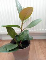 Rubberboom (Ficus Elastica) Stekjes, Huis en Inrichting, Kamerplanten, Ophalen, Ficus, Halfschaduw, Minder dan 100 cm