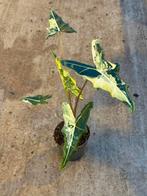 Alocasia Sarian albo variegata, Huis en Inrichting, Kamerplanten, Ophalen of Verzenden, Halfschaduw, Minder dan 100 cm