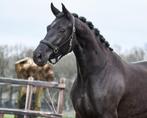 Lief talentvol paard, Dieren en Toebehoren, Paarden, Merrie, Met stamboom, Dressuurpaard, 3 tot 6 jaar