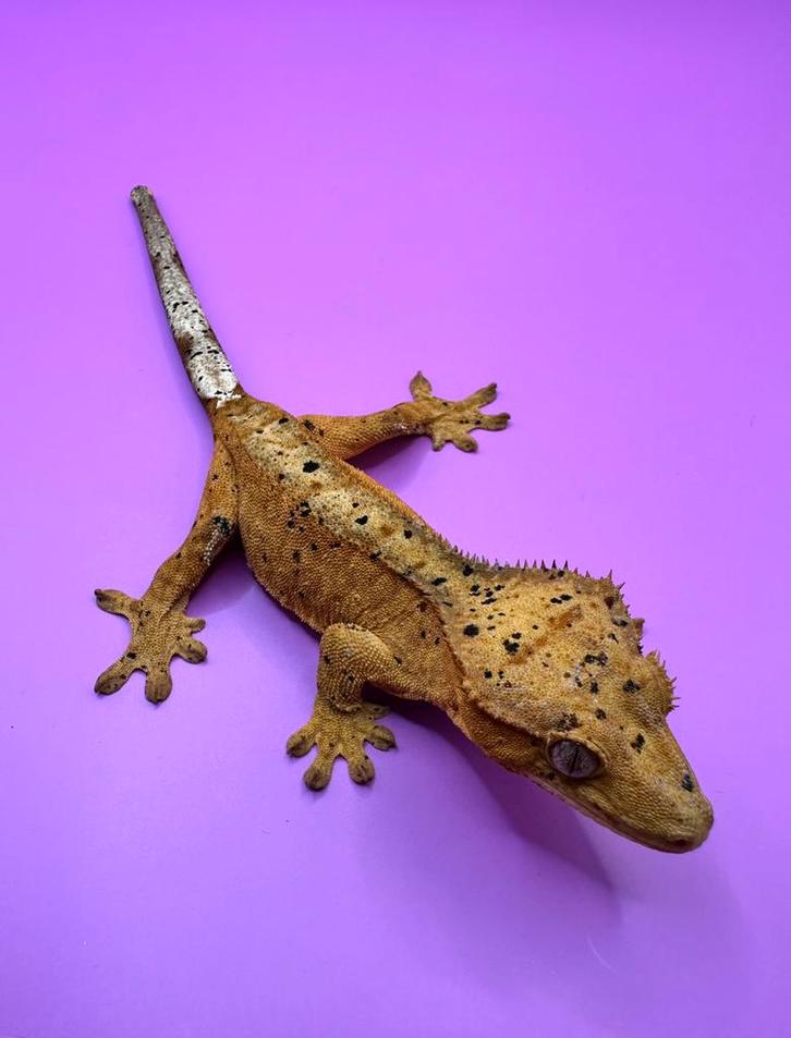 Wimpergekko vrouw red super dalmatian