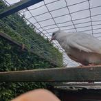 Duiven, Vrouwelijk, Tuimelaar of Roller