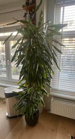 Grote kamerplant met pot, bijna 2 meter hoog, Ophalen, Overige soorten, Halfschaduw, In pot