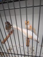 Te koop prachtige harlekijn kkanaries 17.50 per vogel, Dieren en Toebehoren, Vogels | Kanaries, Geslacht onbekend, Kleurkanarie